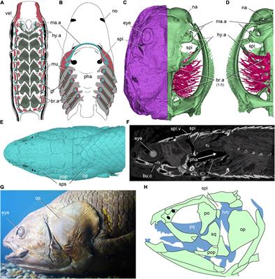 The Evolution of the Spiracular Region From Jawless Fishes to Tetrapods